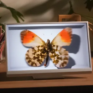 Looking Glass 16 OLED Landscape na biurku z przykładowym modelem motyla